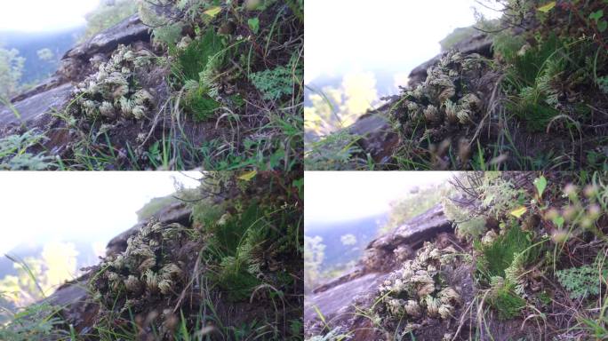 卷柏 还魂草 高山植物 植被 中药