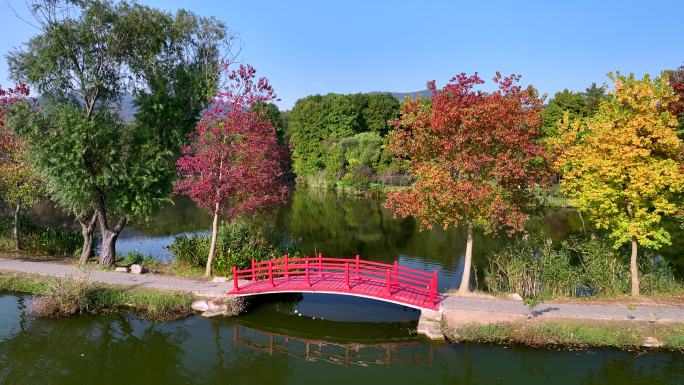 中山植物园网红月牙堤秋景