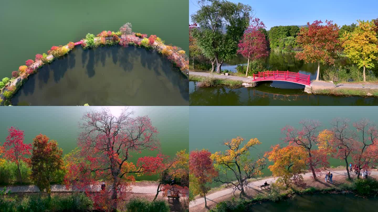 中山植物园网红月牙堤秋景