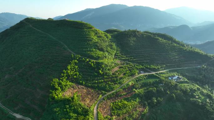 航拍冷水江水云峰高山黄桃种植基地