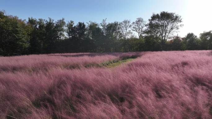航拍威海刘公岛上的粉黛乱子草花园