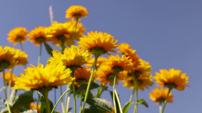 蓝色天空背景上的一丛桔黄色花朵