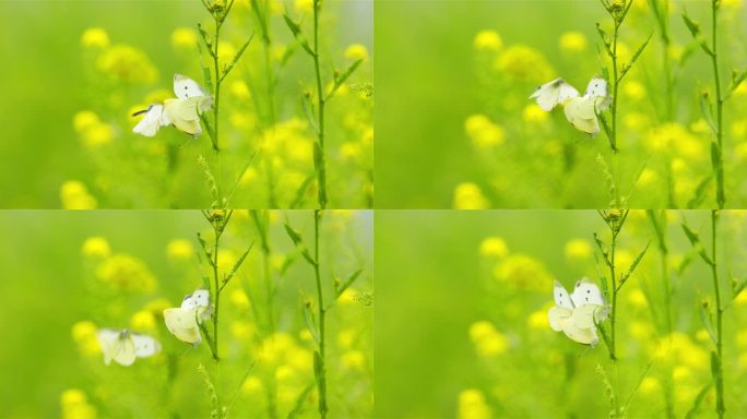 油菜花白蝴蝶视频素材01