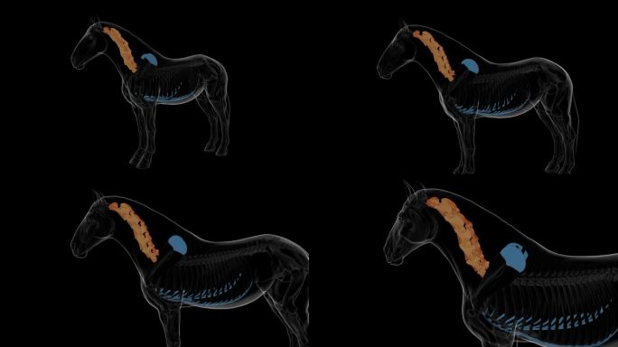 马颈椎骨骼解剖医学概念3D渲染
