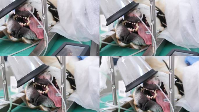 这只狗在兽医诊所的手术台上被麻醉睡着了。狗张着嘴，插着气管导管的脸部特写