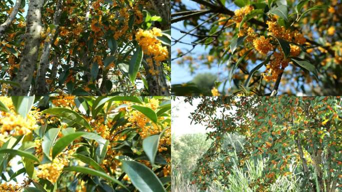 桂花树满树桂花实拍素材