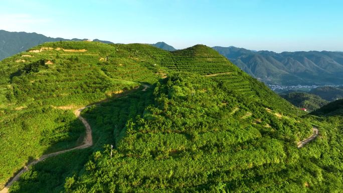 航拍冷水江水云峰高山黄桃种植基地2