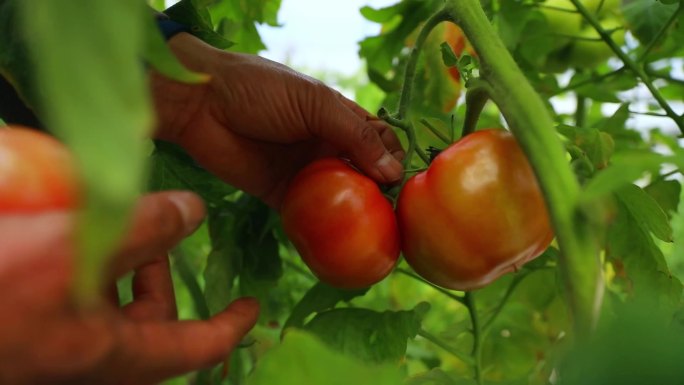 西红柿培育采收农民笑脸