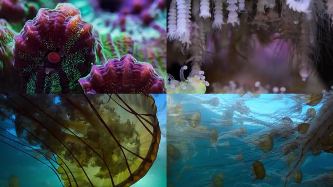 古代海洋生物视频