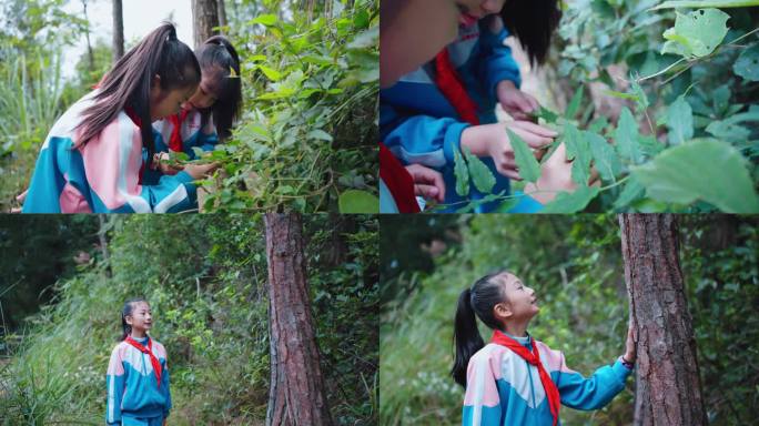 孩子在森林中感受大自然 抚摸大树
