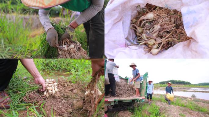 实拍常德津市藠头种植基地收藠头2