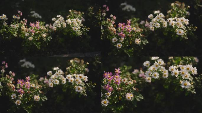 花丛蜜蜂采蜜4K视频素材