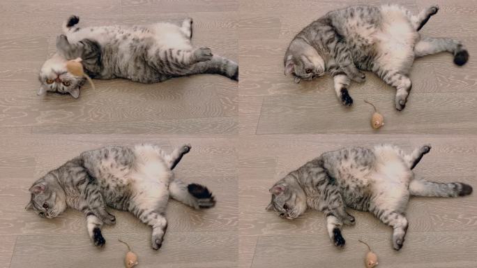 猫咪躺在地板上休息的特写镜头