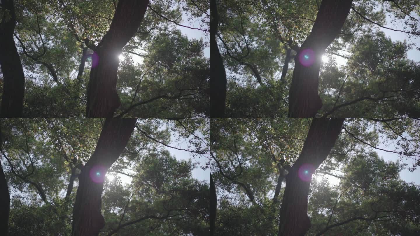 树干树叶遮挡太阳
