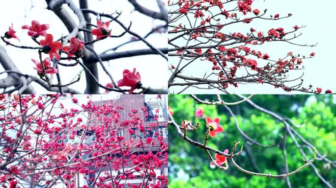 福建木棉花开 花开满枝 枝头小鸟