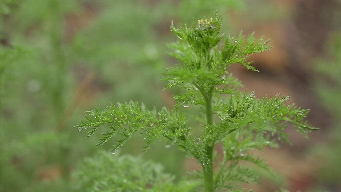 雨中树枝 花2