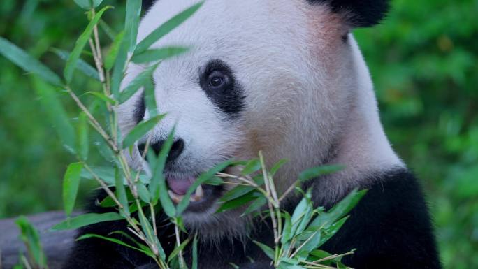 大熊猫吃竹叶渝宝