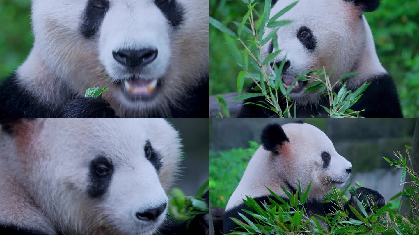 大熊猫吃竹叶渝宝