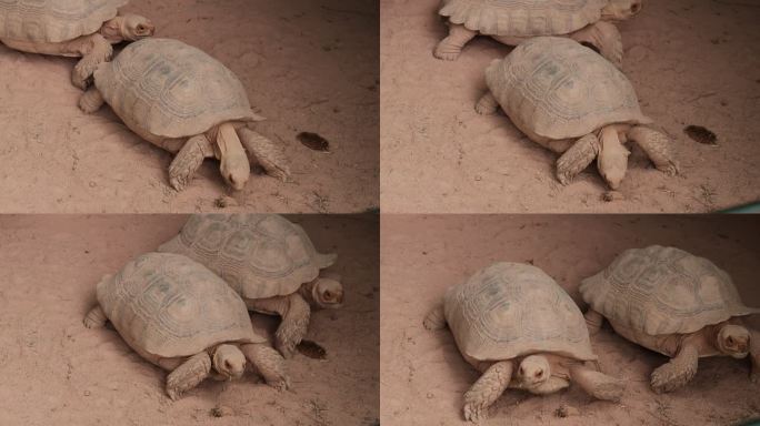 乌龟爬行陆龟动物园