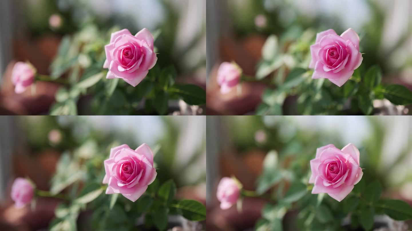 粉玫瑰延时光影变化