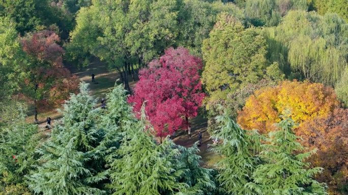 航拍隋唐植物园乌桕树