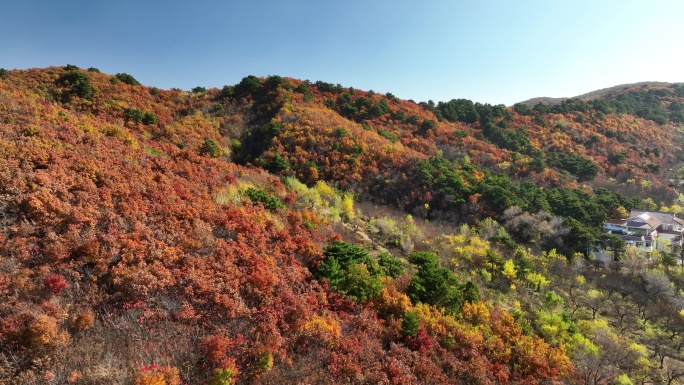 航拍千山红叶