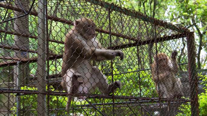 动物园笼子里的猴子