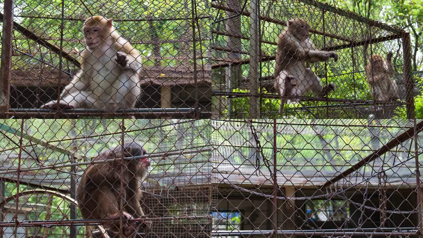 动物园笼子里的猴子