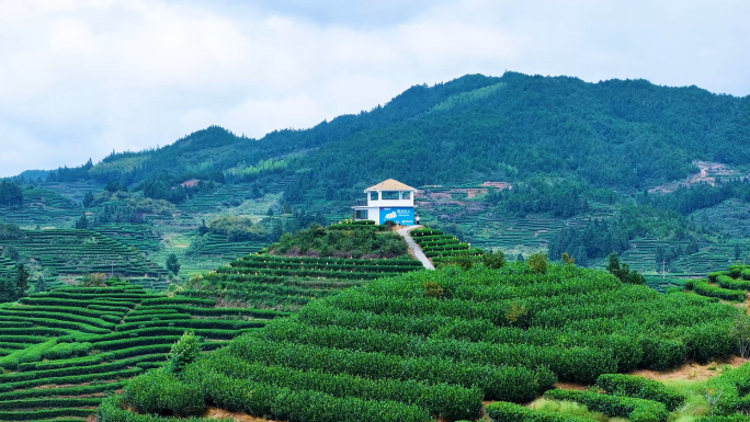 政和县白茶茶山茶园梯田4K航拍