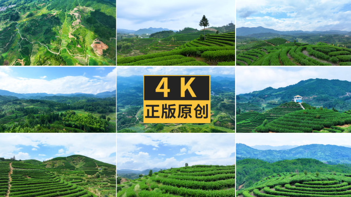 政和县白茶茶山茶园梯田4K航拍