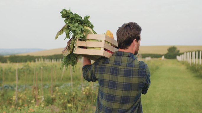 一名男子走在田野上，从篮子里拿着自然生长的健康食品，愉快地检查着它们。农民扛着一箱新鲜蔬菜走在田地里