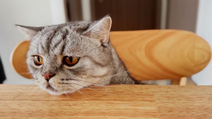 在餐桌上玩耍的猫咪镜头