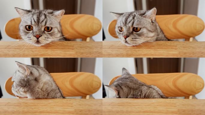 在餐桌上玩耍的猫咪镜头