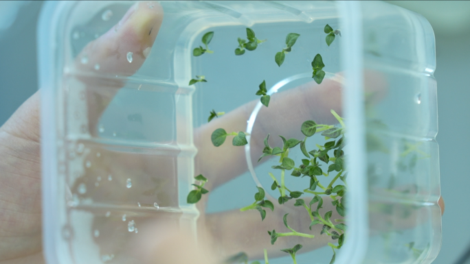 土豆脱毒育苗马铃薯培育智慧农业圆圆种