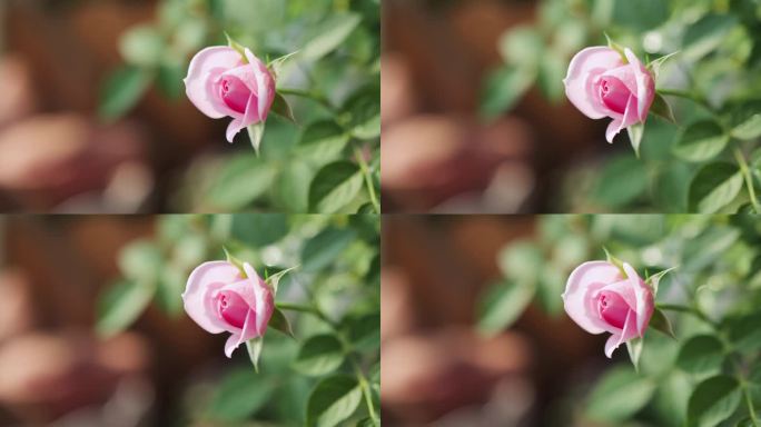 粉玫瑰花骨朵延时光影变化