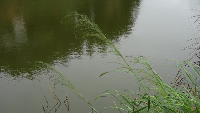 4K拍摄秋雨后鱼塘边的一支芦苇在风中摇曳