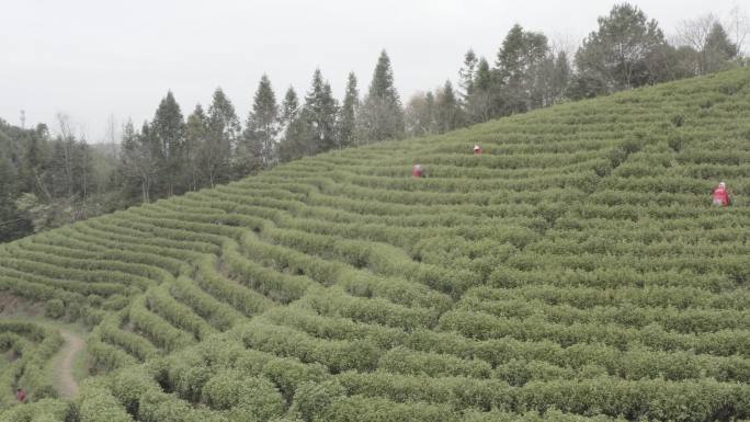 航拍 山 绿色 茶树 茶山