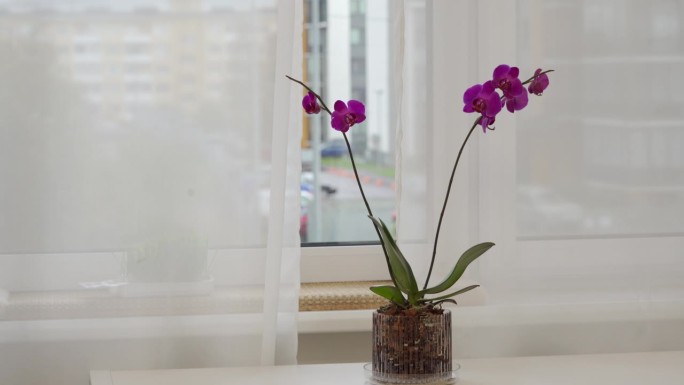 公寓窗边窗台上的一盆粉色兰花