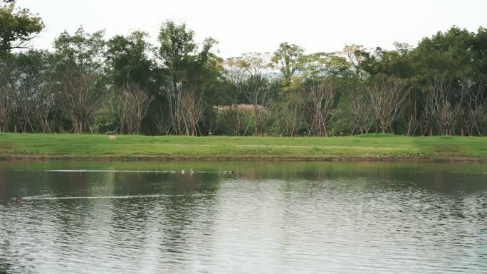 公园的湖中野鸭飞过慢镜头