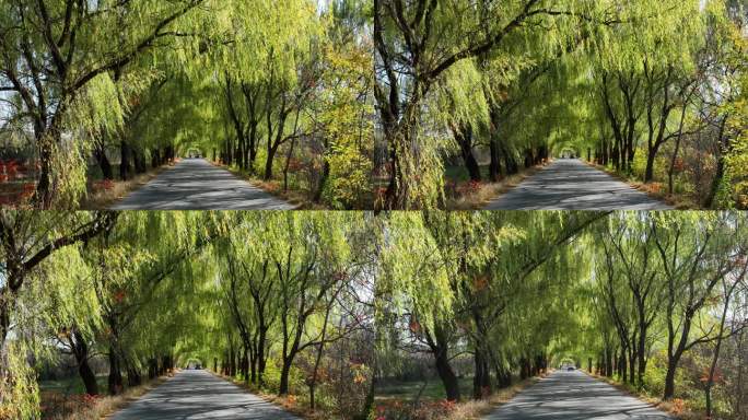 林荫大道彩色树林