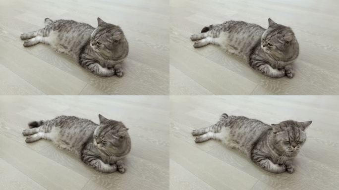 iPhone拍摄的猫咪玩耍特写镜头