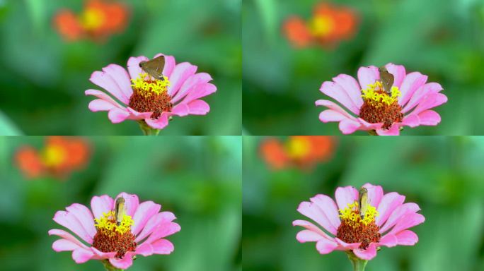 蛾和小花