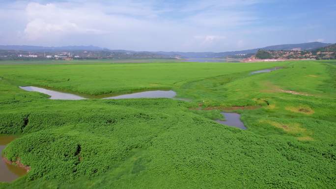 黄河岸边湿地A