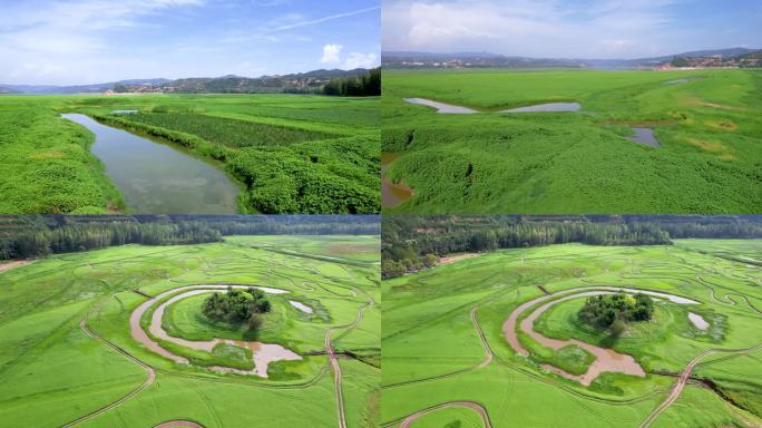 黄河岸边湿地A