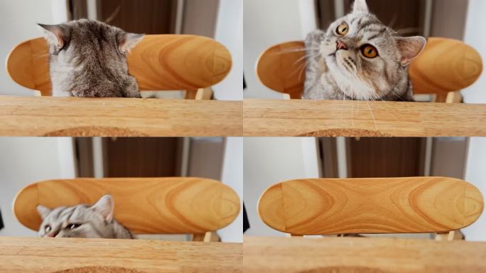 在餐桌上玩耍的猫咪镜头