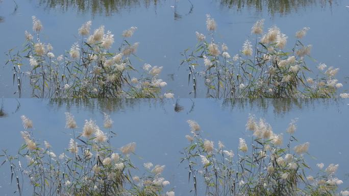 芦苇秋水