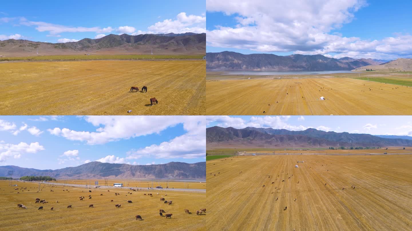 遍地牛马在麦田吃草