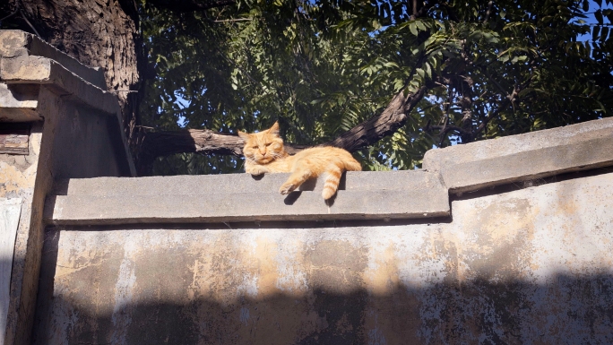 北京胡同房顶上的猫