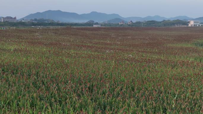 秋天田野大面积农业基地红高粱丰收航拍素材