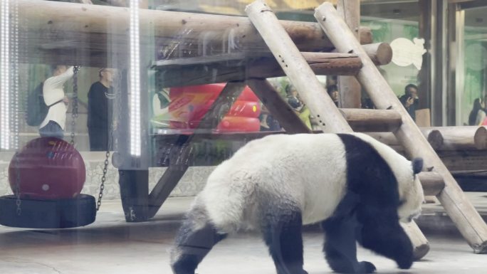 秋季秦岭野生动物园能猫动物园游玩西安旅游
